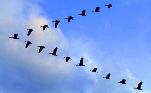 Meta Leadership Model ™